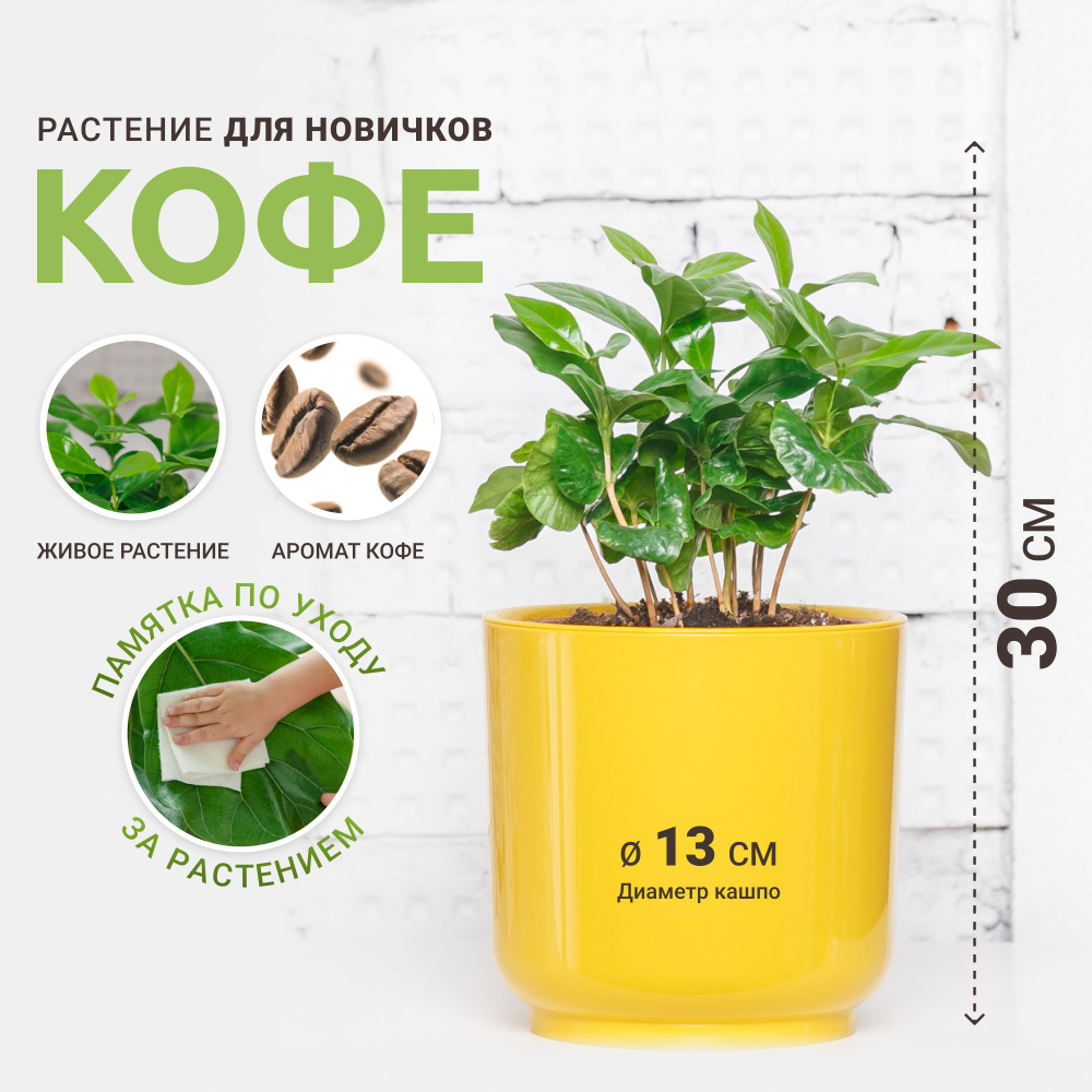 Кофе Tropic House желтый, 13 дм, 1 шт - купить по выгодной цене в  интернет-магазине OZON (1030501292)