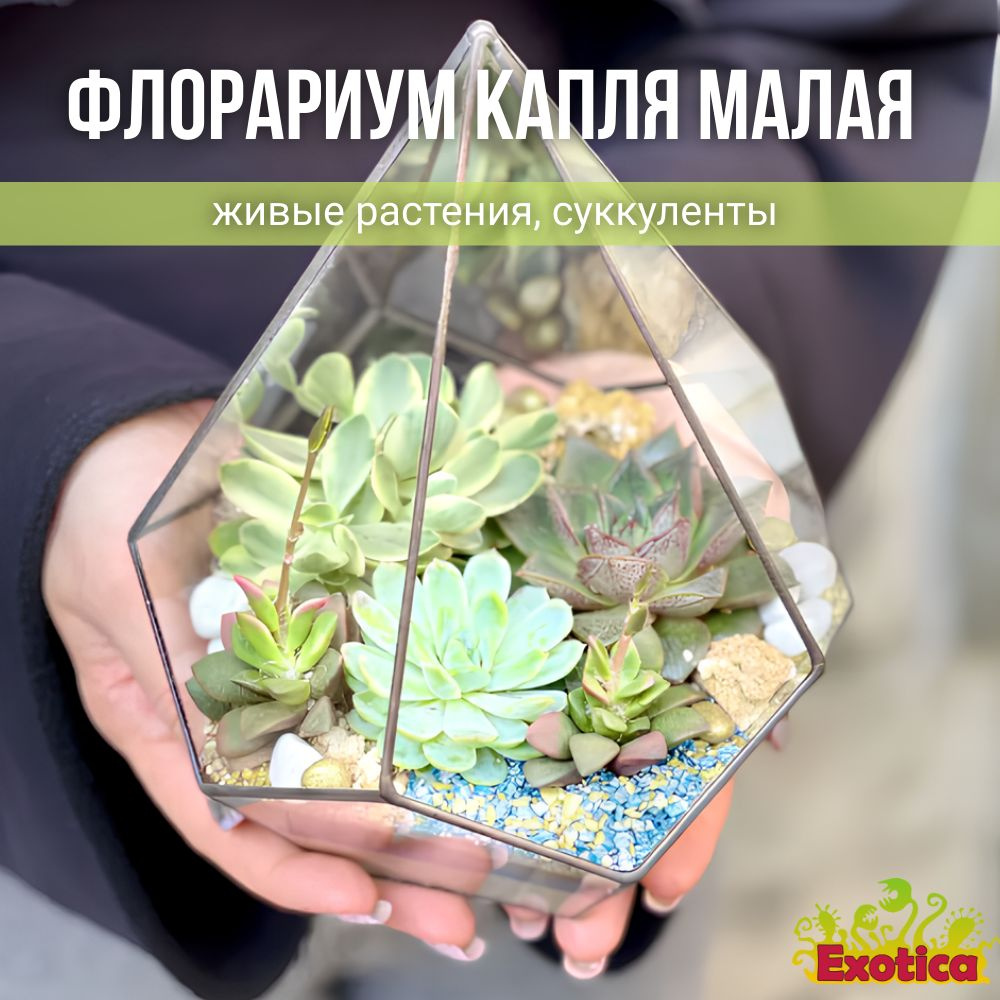 Суккулент Exotica Капля Малая, 14 дм, 00436 шт - купить по выгодной цене в  интернет-магазине OZON (369331135)