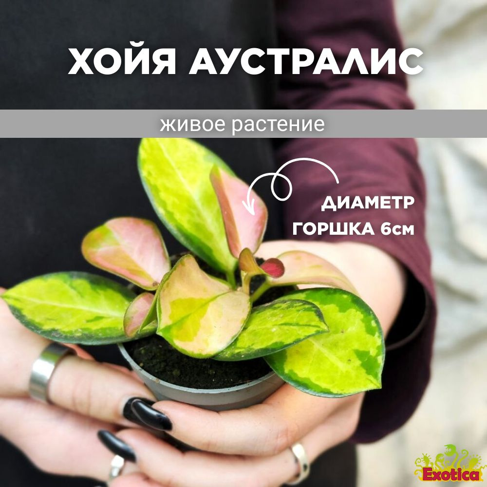 Хойя Лиза Аустралис (Hoya Australis Lisa) D6см #1