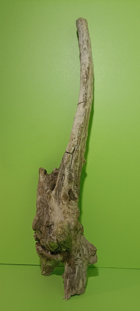 натуральная коряга для дизайна, аквариума, террариума, палюдариума и ...