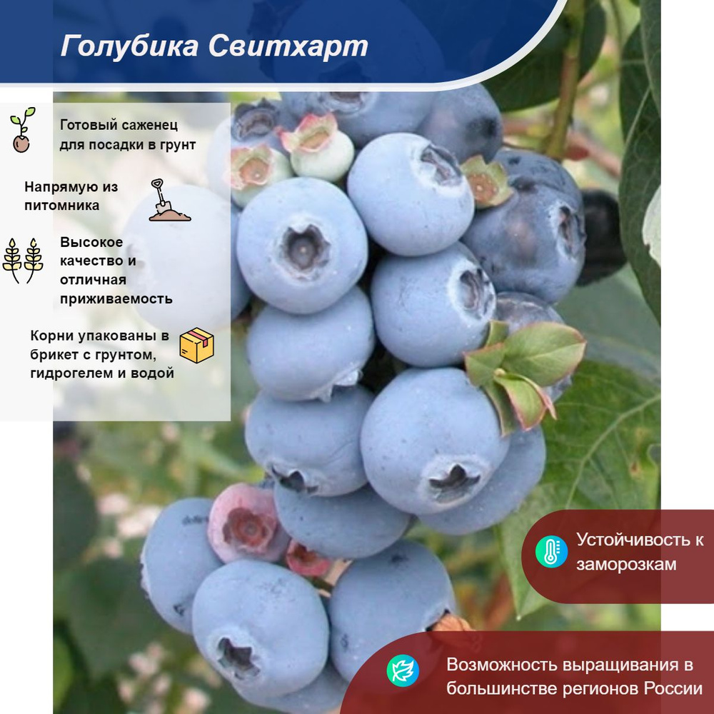 Саженец #1