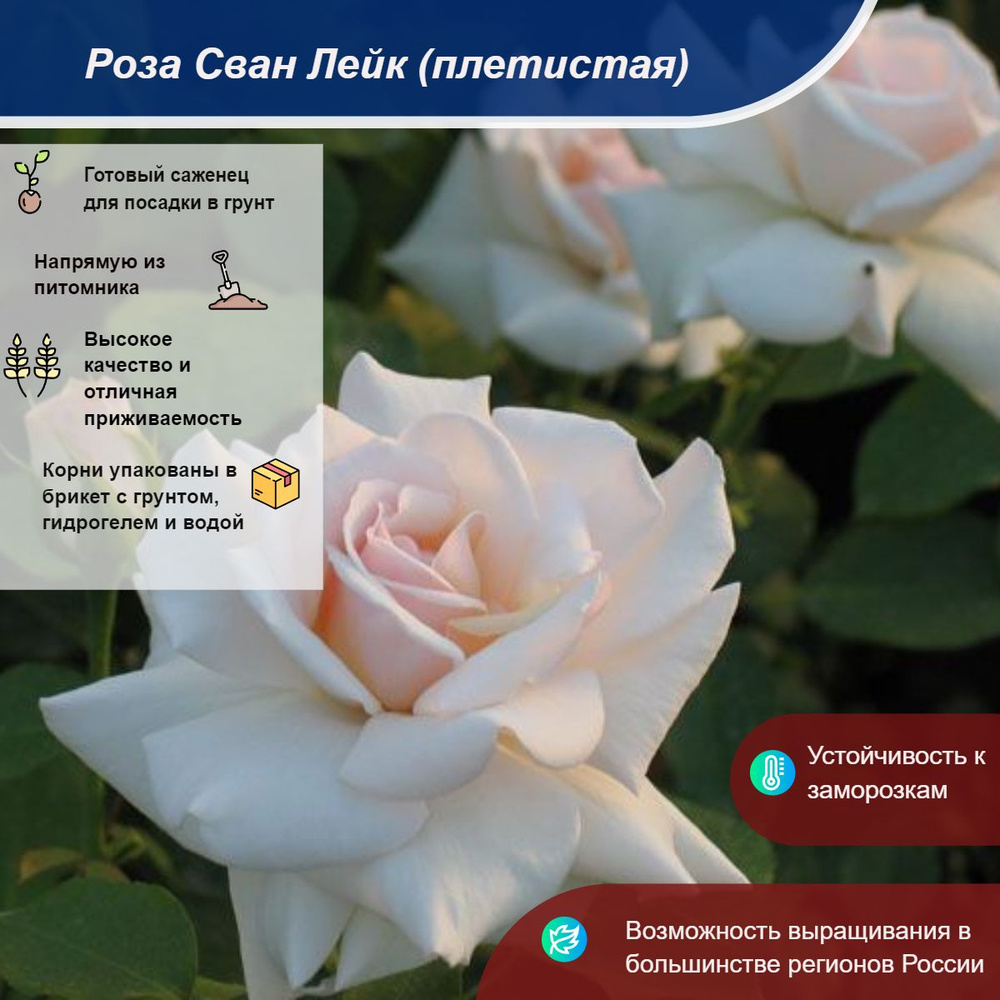 Саженец #1
