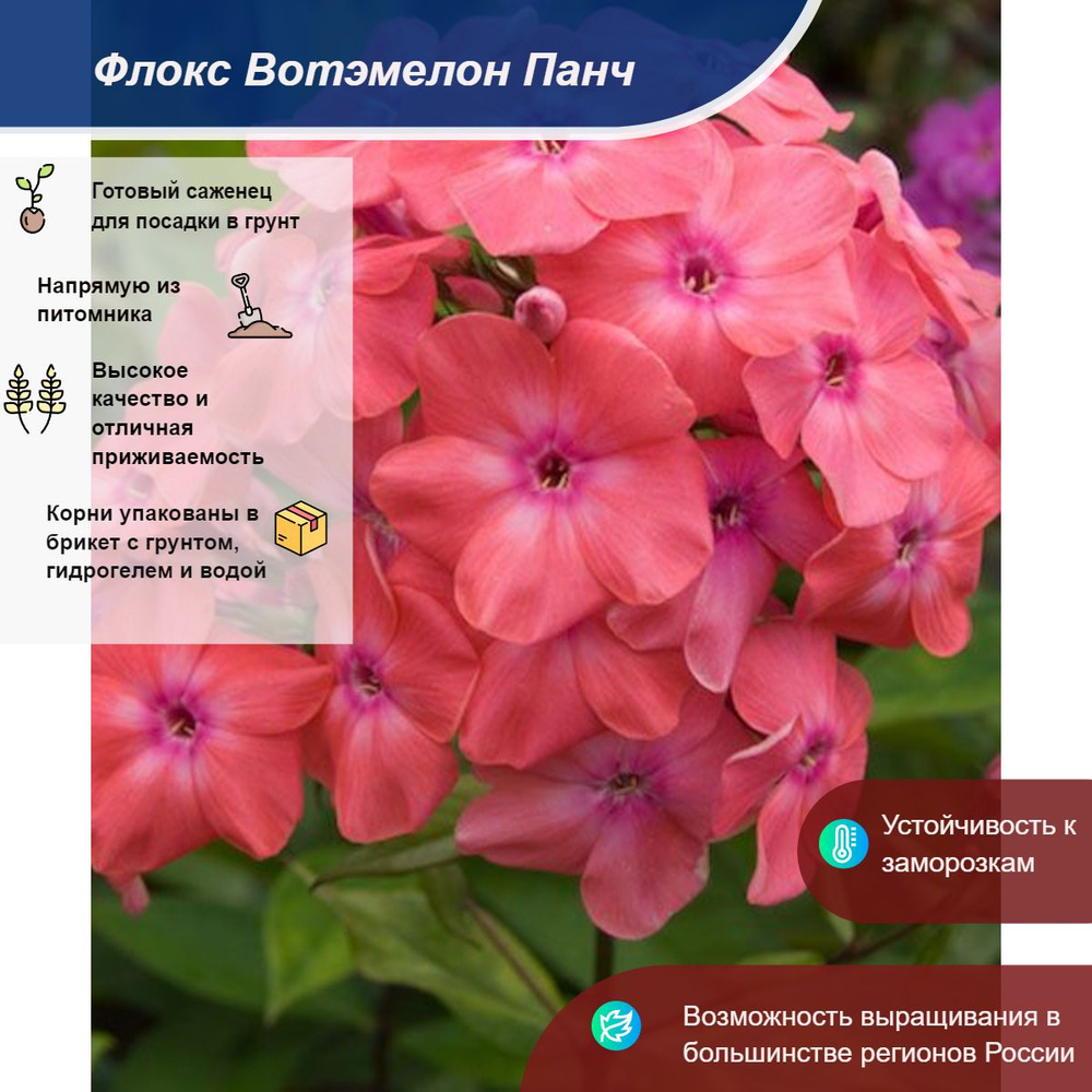 Саженец #1