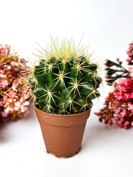 Цветы похожие на кактус: описание и фото экзотических комнатных растений