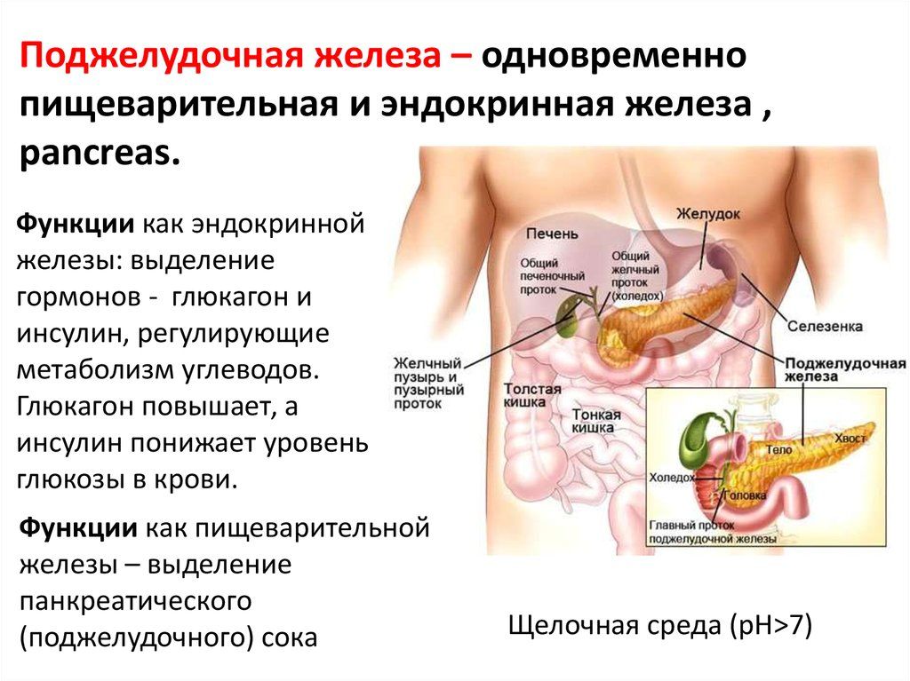 Где Расположена Поджелудочная Железа У Женщины Фото