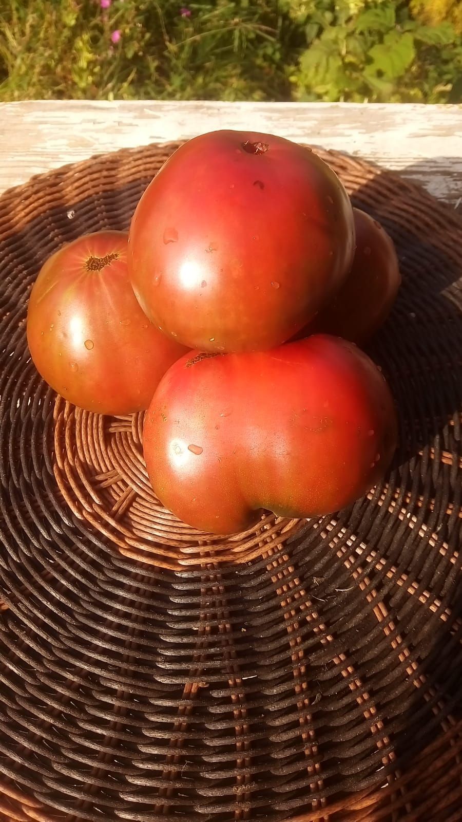 Огурец Гинга F1