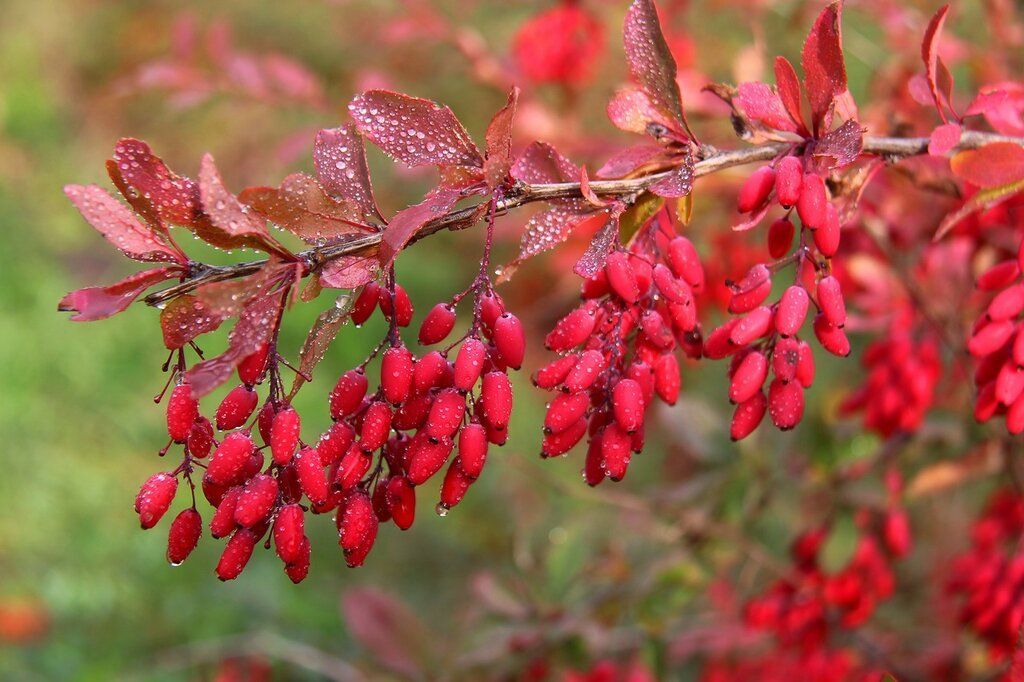 Barberries. Барбарис кустарник. Барбарис куст. Барбарис обыкновенный Пурпуреа. Барбарис обыкновенный кустарник.