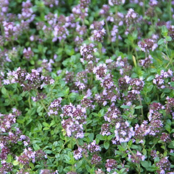 растение медок. чабрец лимонный. тимьян овощной. тимьян чабрец медок. тимьян цитрон.