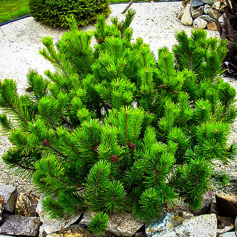 Сосна Лесландия Сосна горная Мугус Марент, 20 шт - купить по выгодным ...