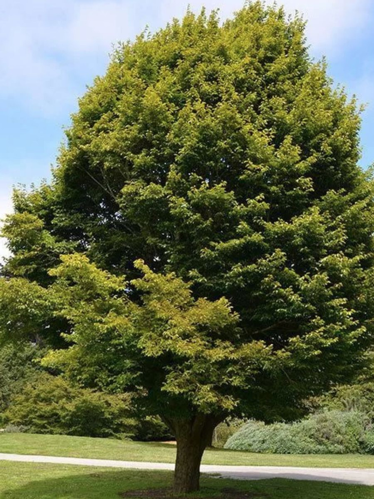 Семена Граб европейский (Carpinus betulus), 20 штук #1