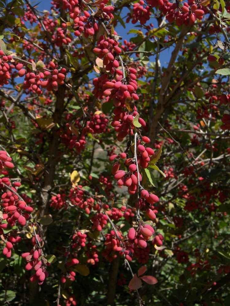 Семена Барбарис густоцветковый (Berberis densiflora), 15 штук #1