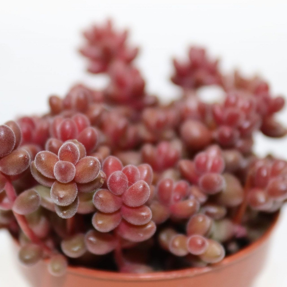 Седум Exotica, 5 дм, 1 шт - купить по выгодной цене в интернет-магазине ...