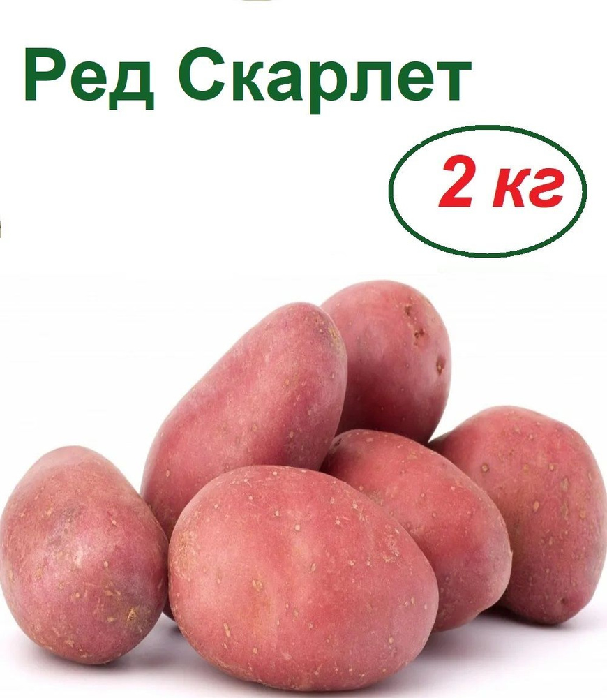 Картофель семенной 