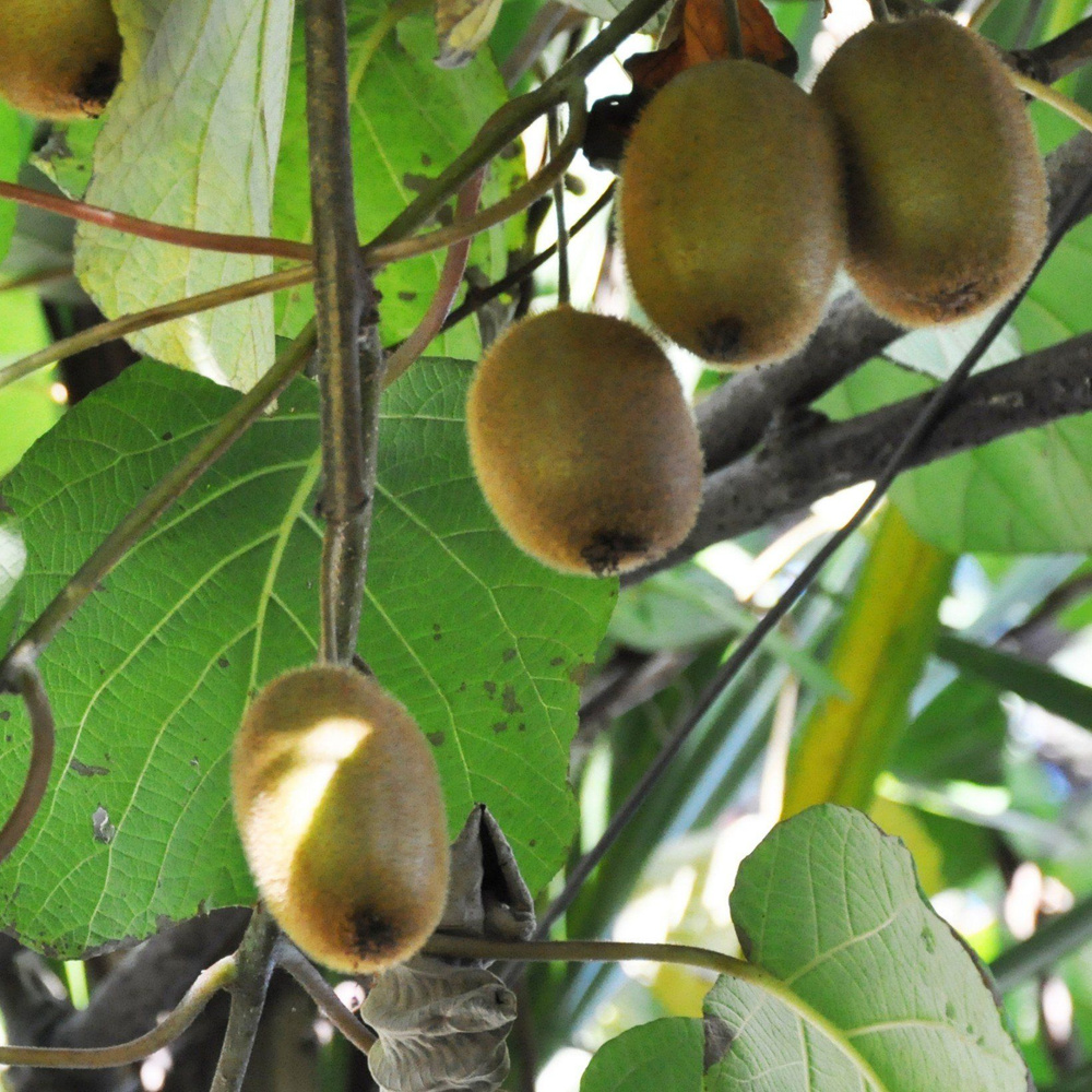 Киви Томури #1