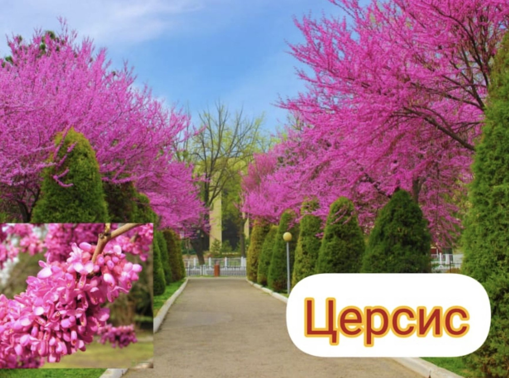 Церсис многолетний - купить с доставкой по выгодным ценам в интернет ...