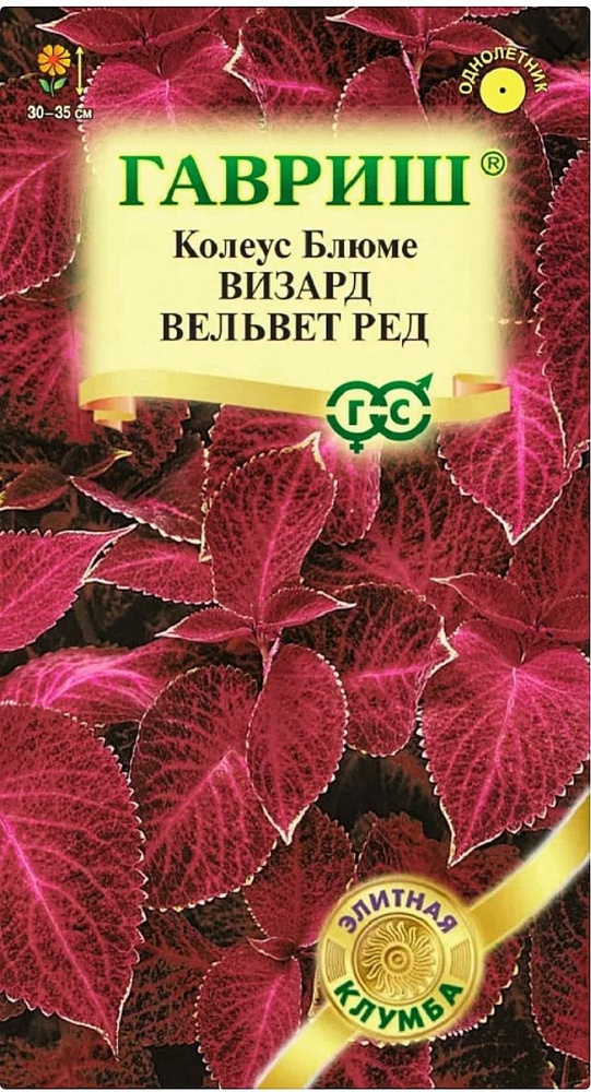 Колеус Визард Вельвет ред, 1 пакет, семена 4 шт, Гавриш #1