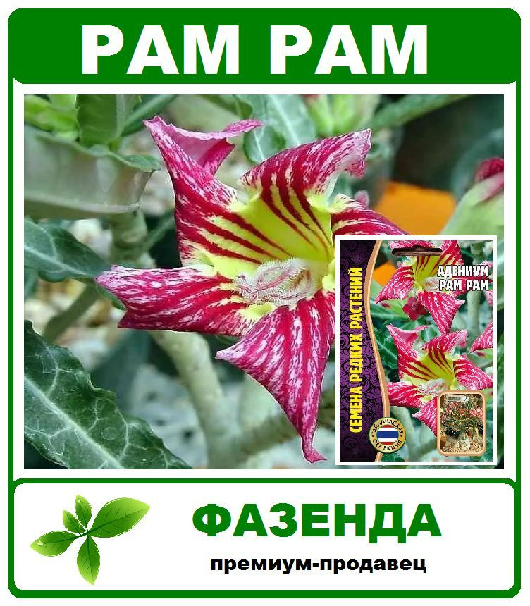 семена, адениум PAM PAM, 1 пачка 3 семечки. Григорьев #1