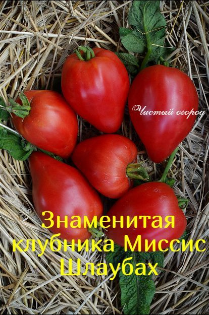 Знаменитая клубника Миссис Шлаубах Mrs. Schlaubaugh's Famous Strawberry  #1