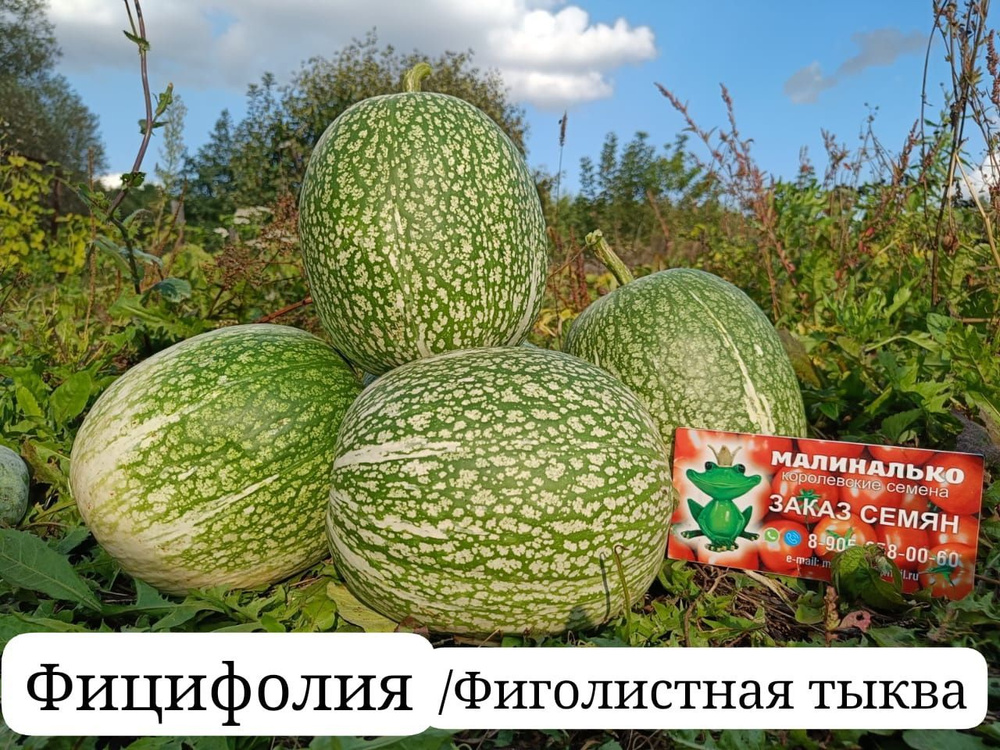 Семена #1