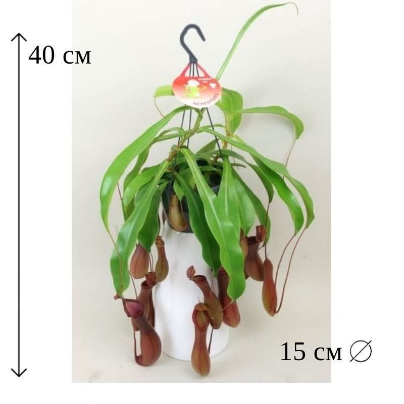 Непентес Алата подвесной D-15 см #1