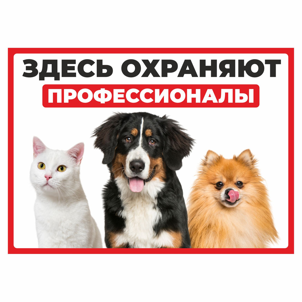 Табличка, осторожно злая собака, прикол, на дверь, на забор, 25 см, 18 ...