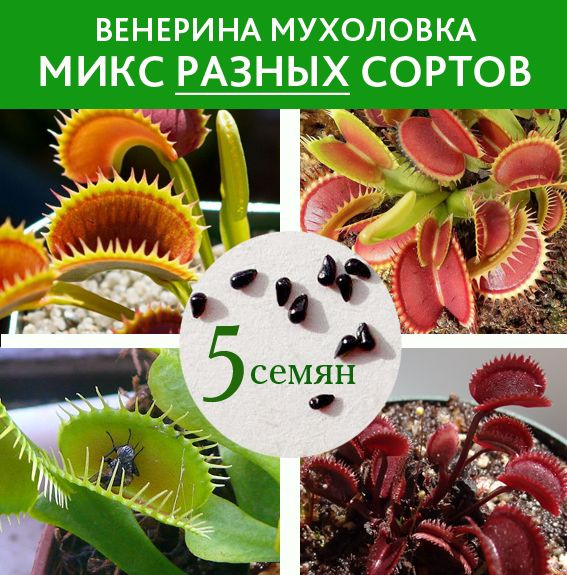 Мухоловка Семена 5 шт. микс РАЗНЫХ сортов #1