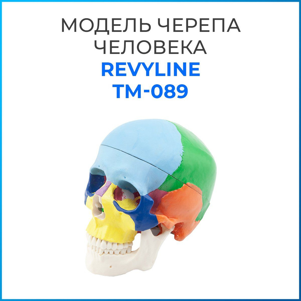 Анатомическая модель черепа человека Revyline - купить с доставкой по ...