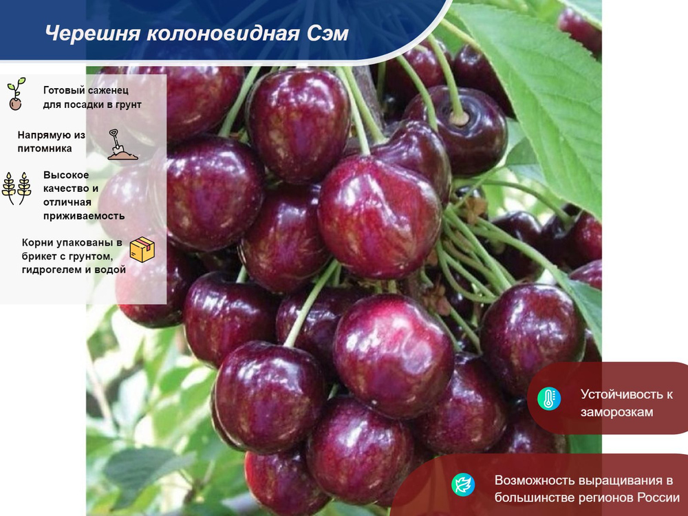 Саженец #1