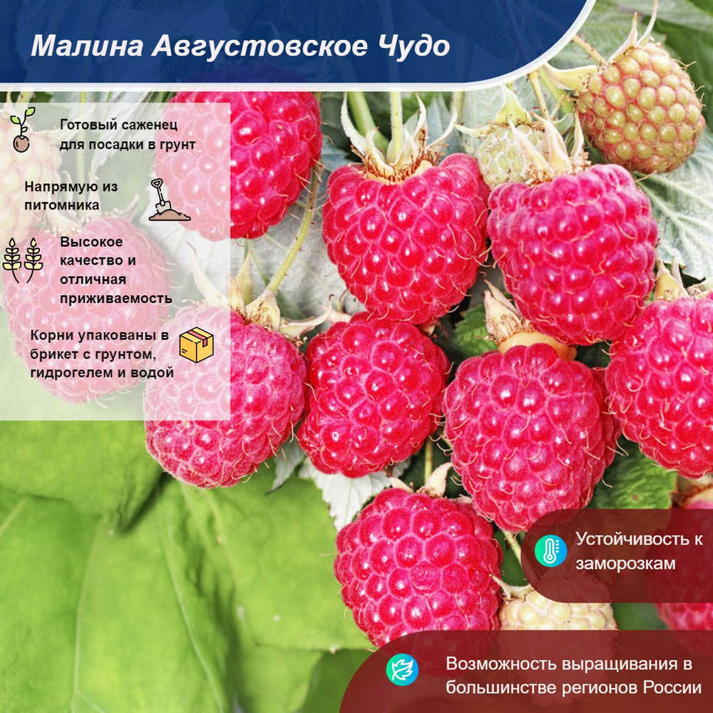 Саженец #1