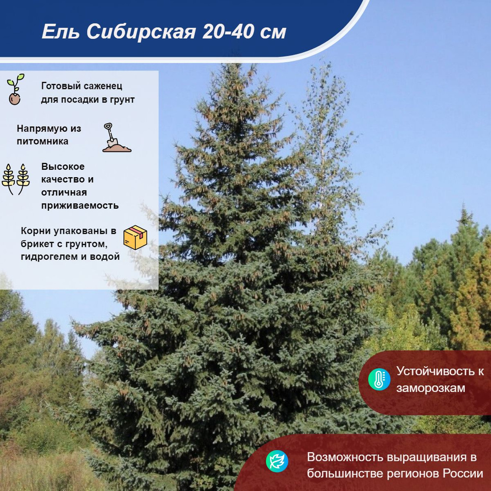 Саженец #1