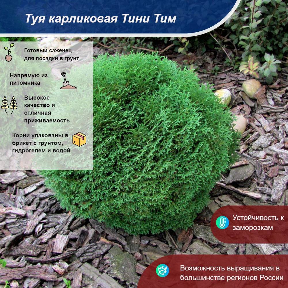 Саженец #1