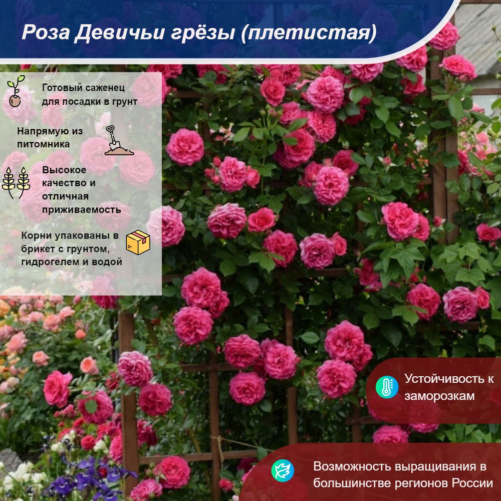 Саженец #1