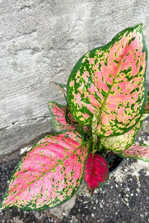 Buy Aglaonema Red Valentine Plants Online Garden Goods Direct