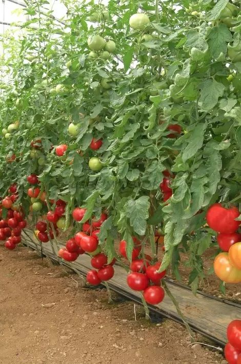 Семена томат "большая мамочка", очень ранний, 0,1 г. Помидоры цетус. Пинк f1. Томат розовый розанна. Помидоры вольверин.