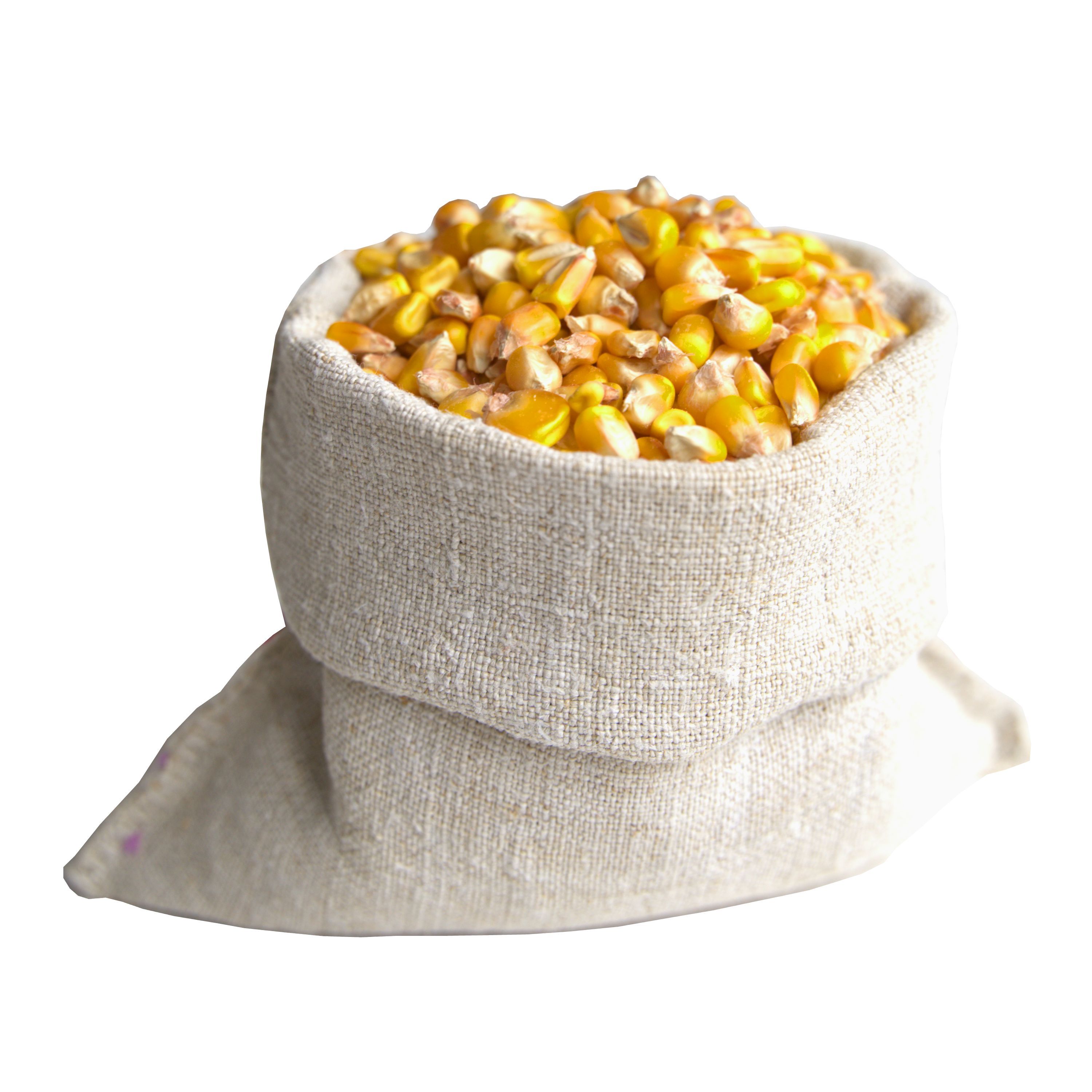 Кормовая кукуруза. Кукуруза корм для животных. Класс кормовой кукурузы. Бык корм кукуруза.