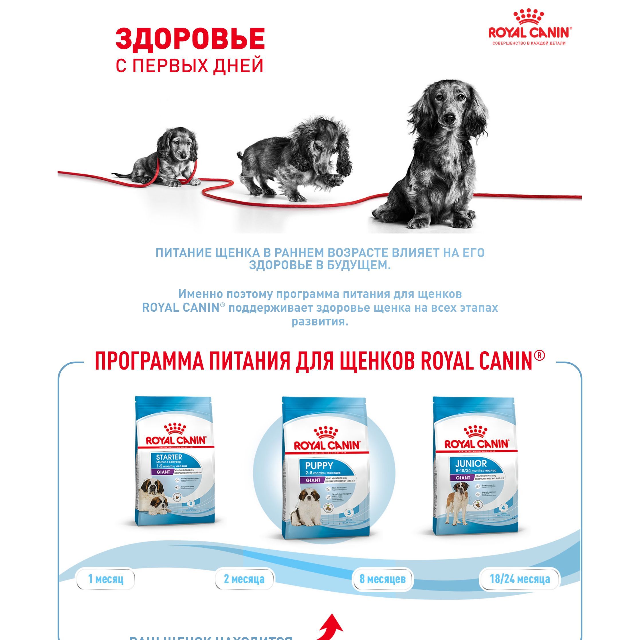 Royal Canin Giant Puppy (Роял Канин Джайнт Паппи со вкусом птицы) корм ...