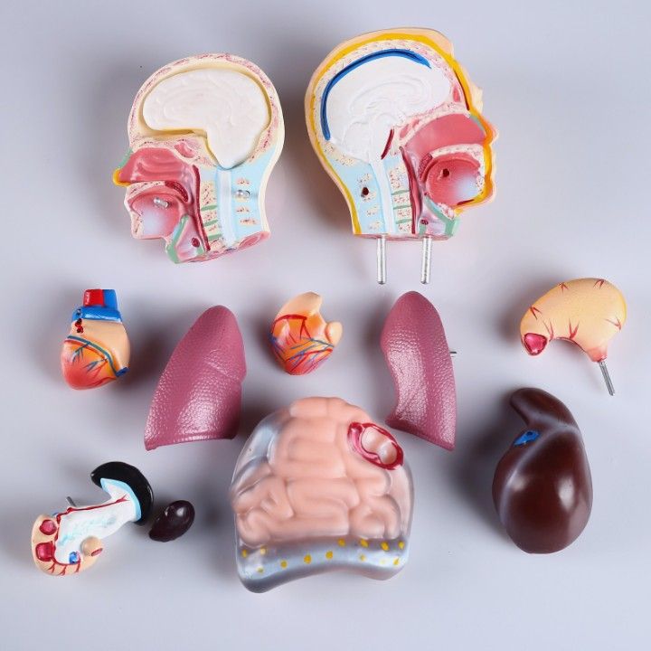 Анатомическая модель человека с органами разборная 42см / анатомический ...