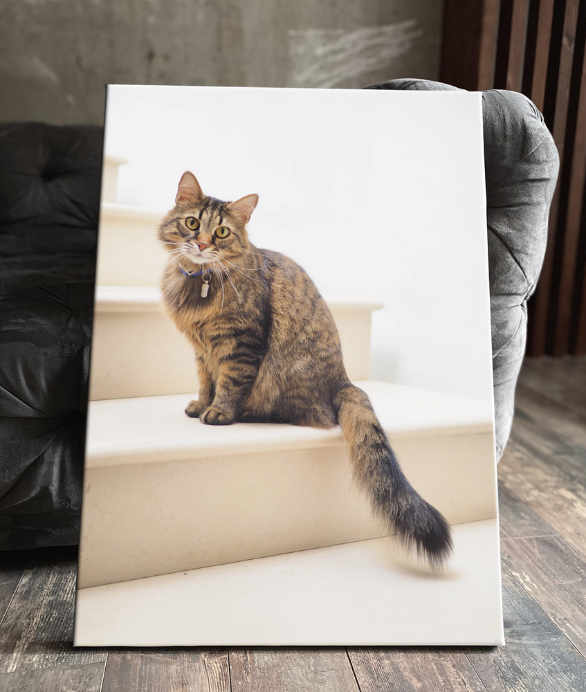 Картина на холсте интерьерная смешные кошки кошечка котики коты забавные  30x40 животные кот кошка в комнату на стену в спальню - купить по низкой  цене в интернет-магазине OZON (579705461)