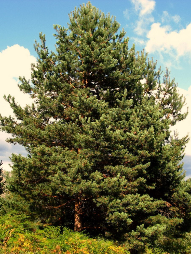 Семена Сосна обыкновенная (Pinus sylvestris), 55 штук #1