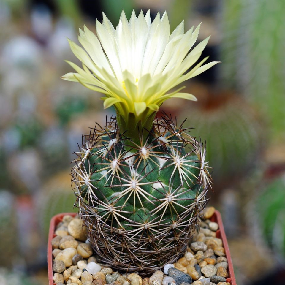 Суккулент Кактус Coryphantha radians v. bernalensis PAN-110 семена (10 ШТ) #1