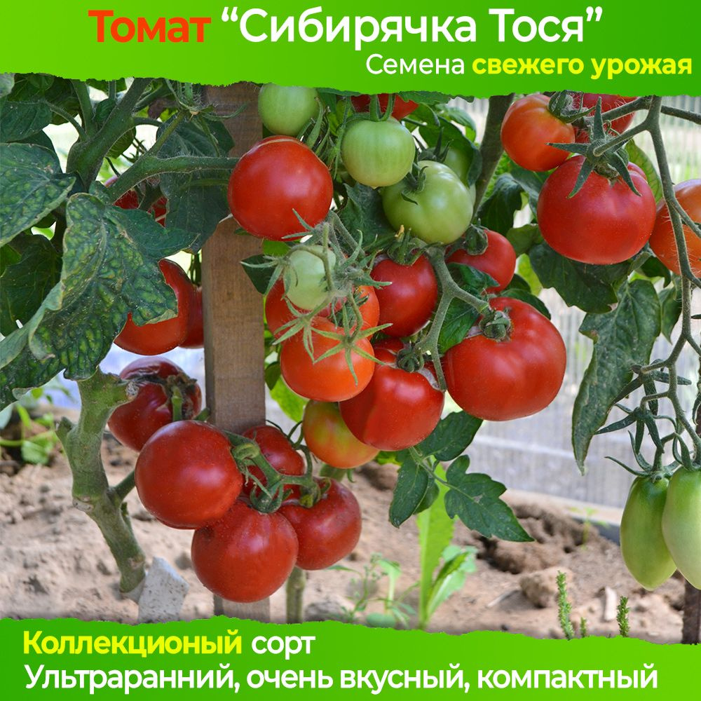 Семена томата Сибирячка Тося - коллекционный сорт #1
