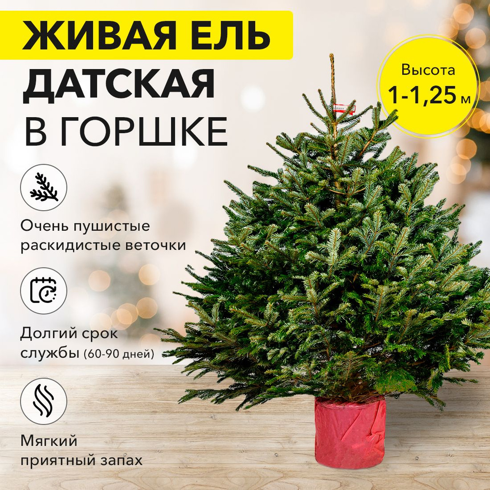 PREMIUM Новогодняя Пихта Нордмана в горшке (Датская елка) 1 - 1.25 м