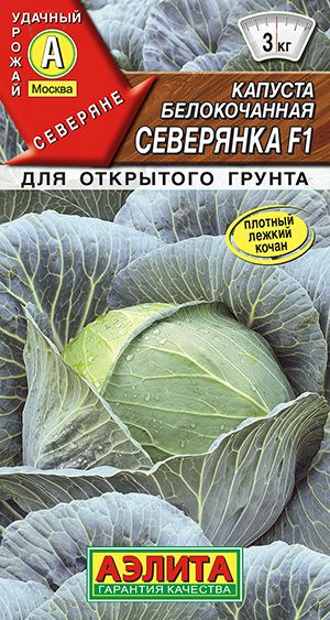 Капуста белокочанная Северянка идеальна для квашения #1