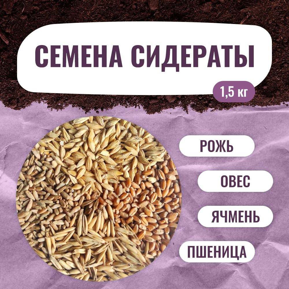 Смесь сидератов семена рожь пшеница ячмень овес 1,5 кг. Удобрение. Для  улучшения почвы