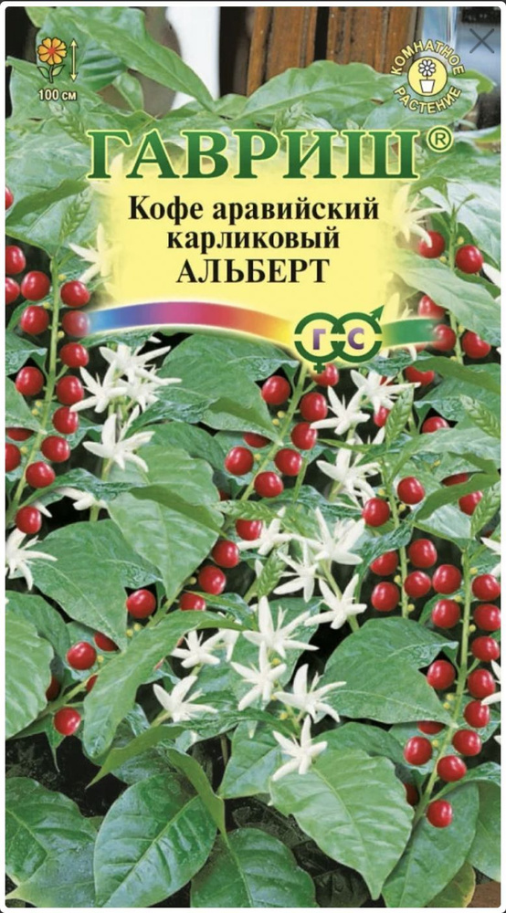 Кофе аравийский карликовый АЛЬБЕРТ, 2 пакета, семена 5шт, Гавриш, комнатный  #1