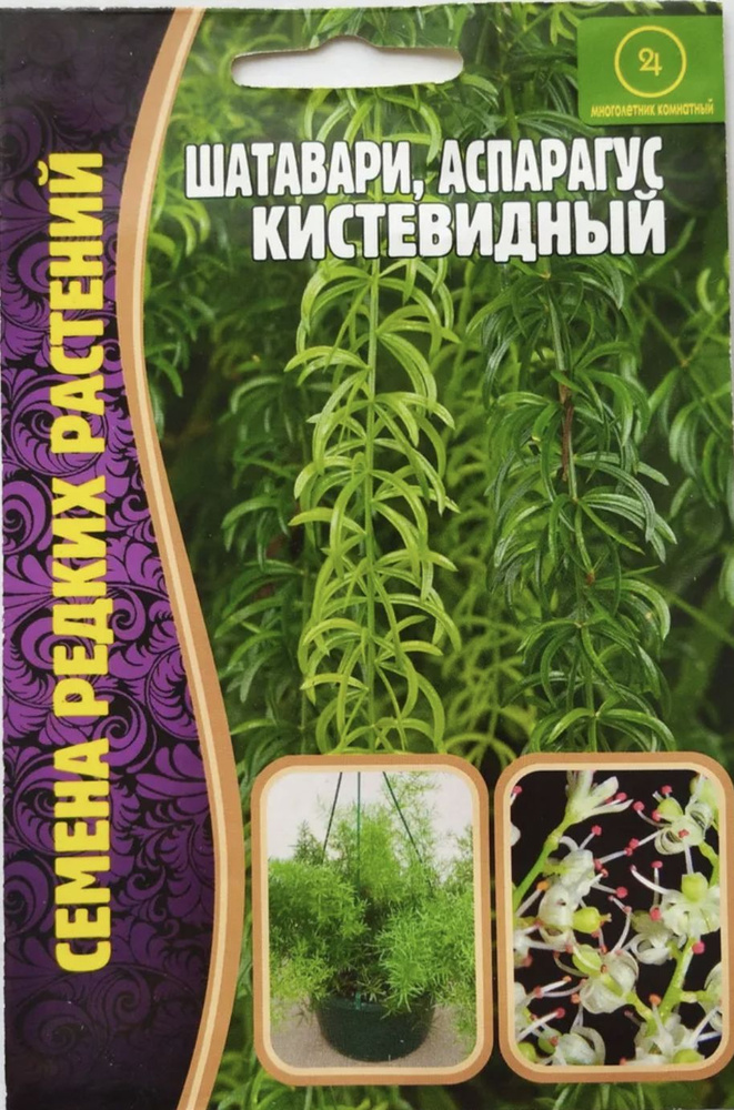 Аспарагус Шатавари Кистевидный, 1 пакет, семена 7шт, ЧК #1