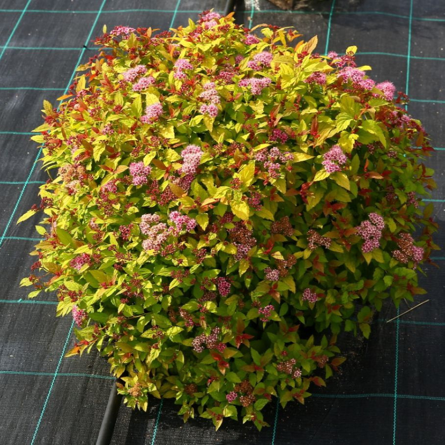 Спирея японская Меджик Карпет / Саженцы спиреи купить на OZON по низкой ...