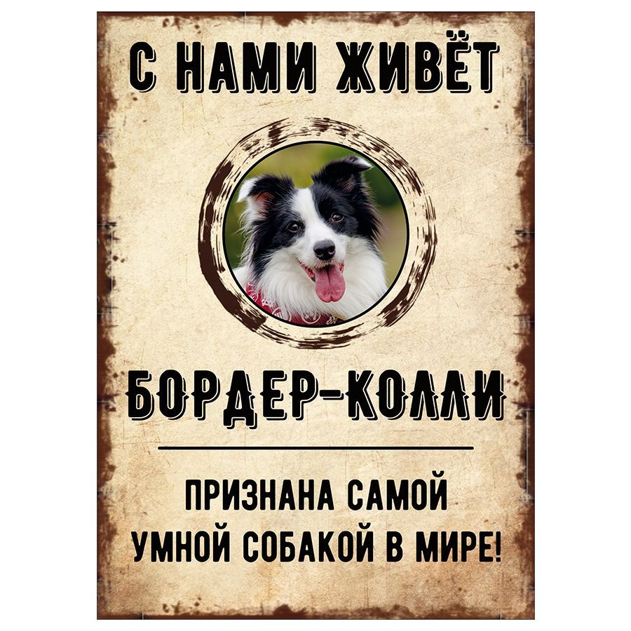 Табличка, декоративная, DANGER DOG, С нами живет Бордер-колли, 18см х 25см