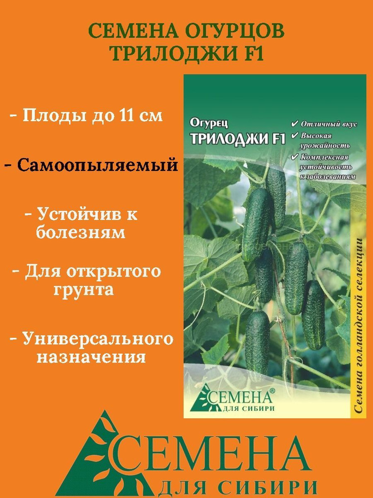 Огурцы Сибирские семена MODEL_5bedba35d9 -  по выгодным ценам в .