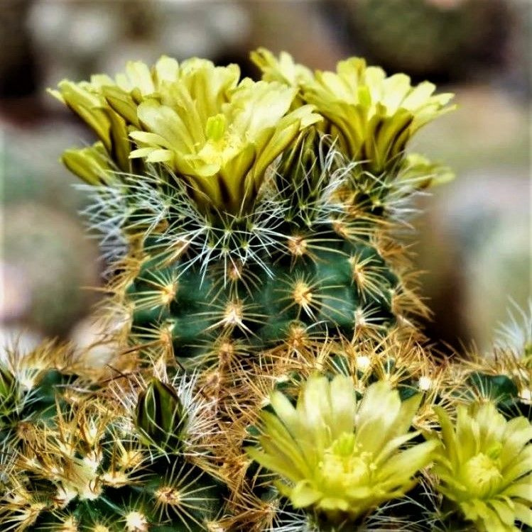 Суккулент Кактус Echinocereus mix, семена (10 шт) #1